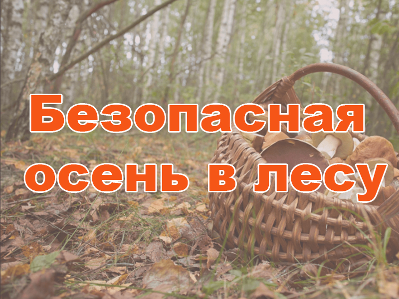 Безопасная осень в лесу.